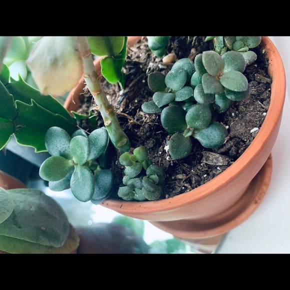 SOLD 🌱 Jade Starter Plant - Picture 3 of 5